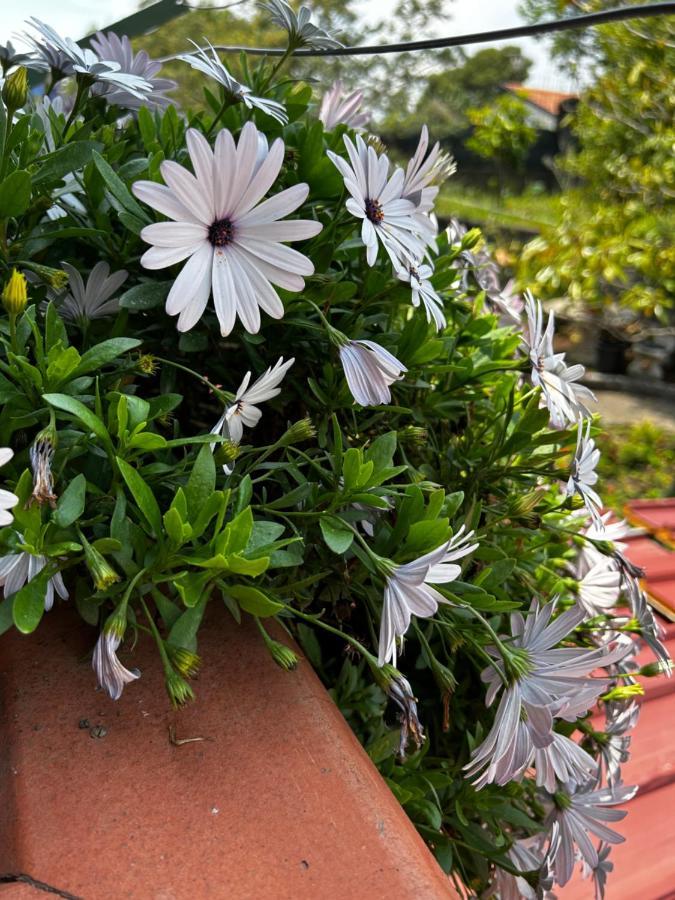 Grotta Del Monaco Bed and Breakfast Pedara Εξωτερικό φωτογραφία